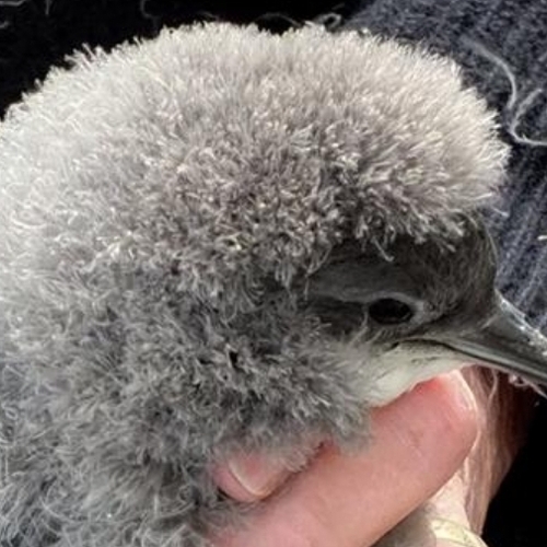 نيوزيلندا توفر سيارات أجرة للطيور البحرية المعرضة للانقراض